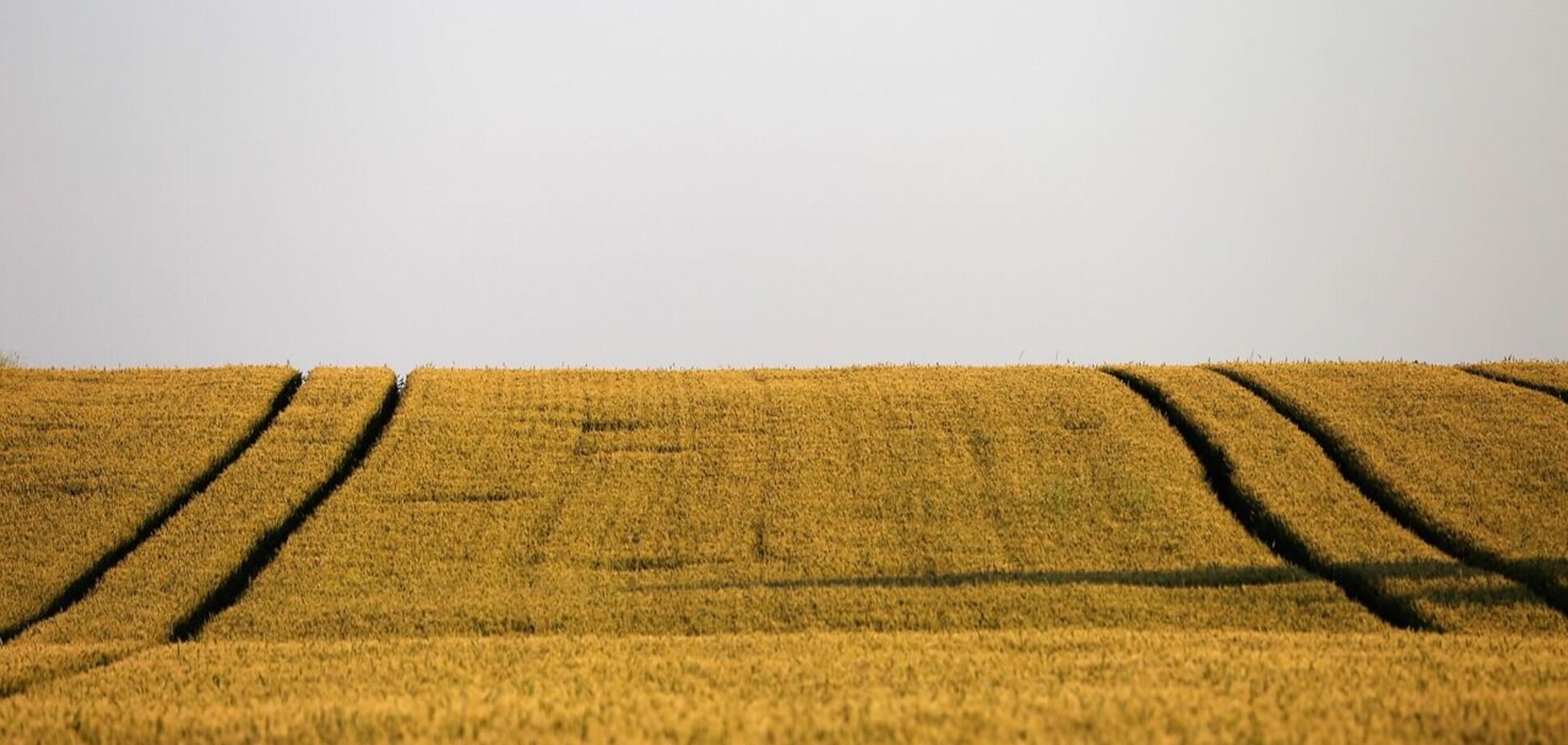 В Украине переписали цены на землю: сколько теперь стоит гектар