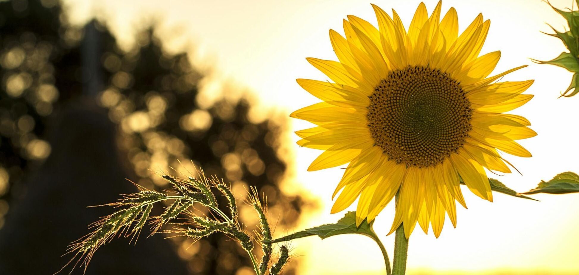 Зной до +33: прогноз погоды в Украине на 30 августа.