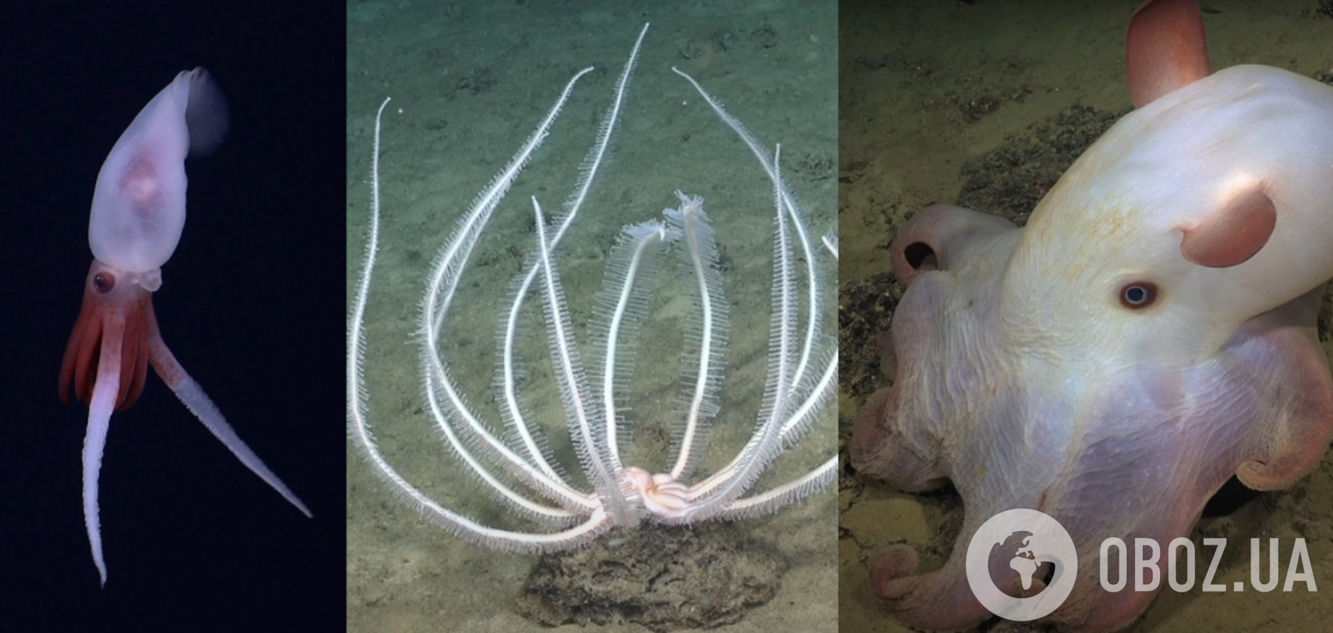 Океанографы обнаружили подводную гору выше Олимпа: рядом плавали 'макаронные монстры' и редкий кальмар. Впечатляющие фото и видео