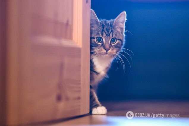 Чому коти ненавидять зачинені двері: вчені звели причини до трьох 'С'