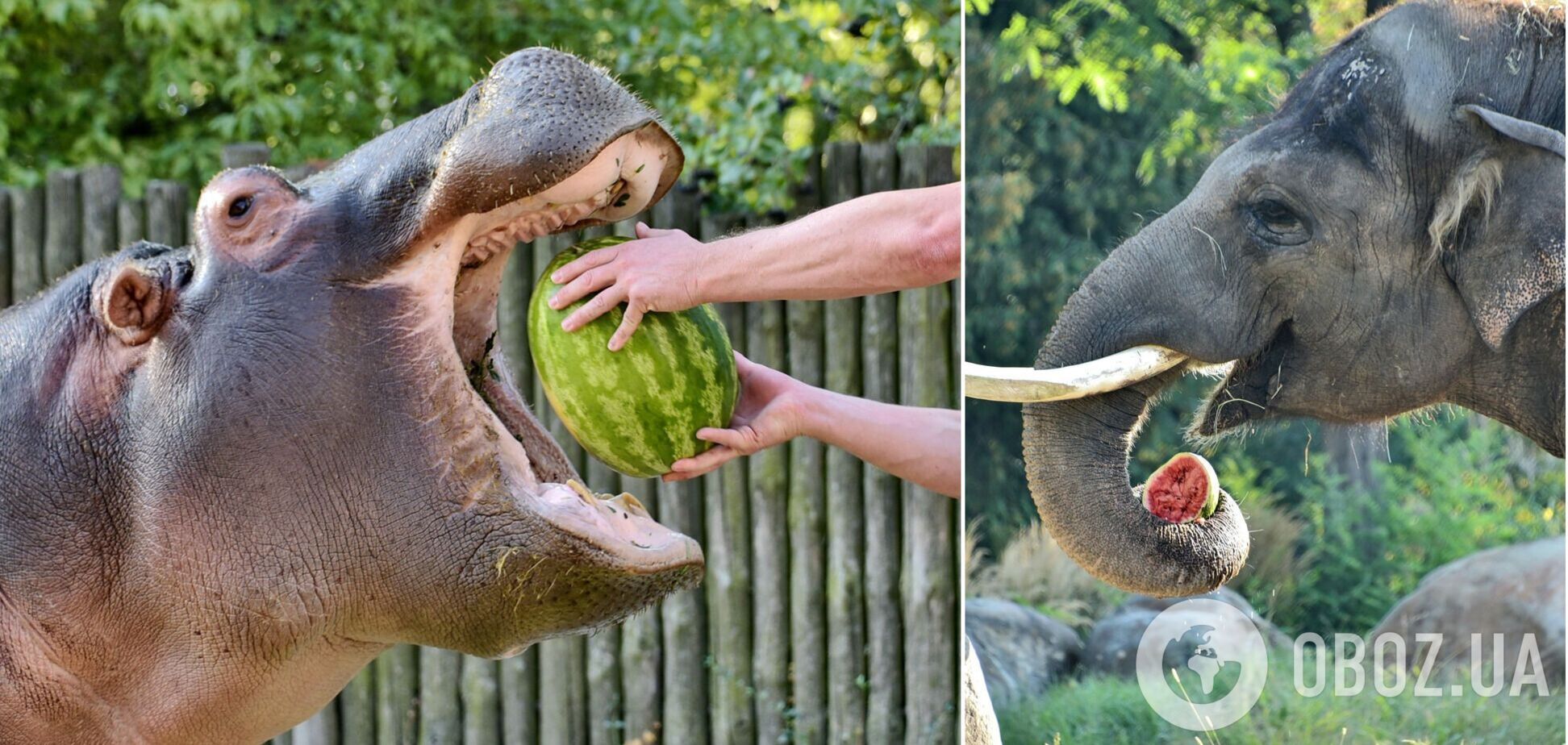 'Кавунові вікенди' повертаються до Київського зоопарку