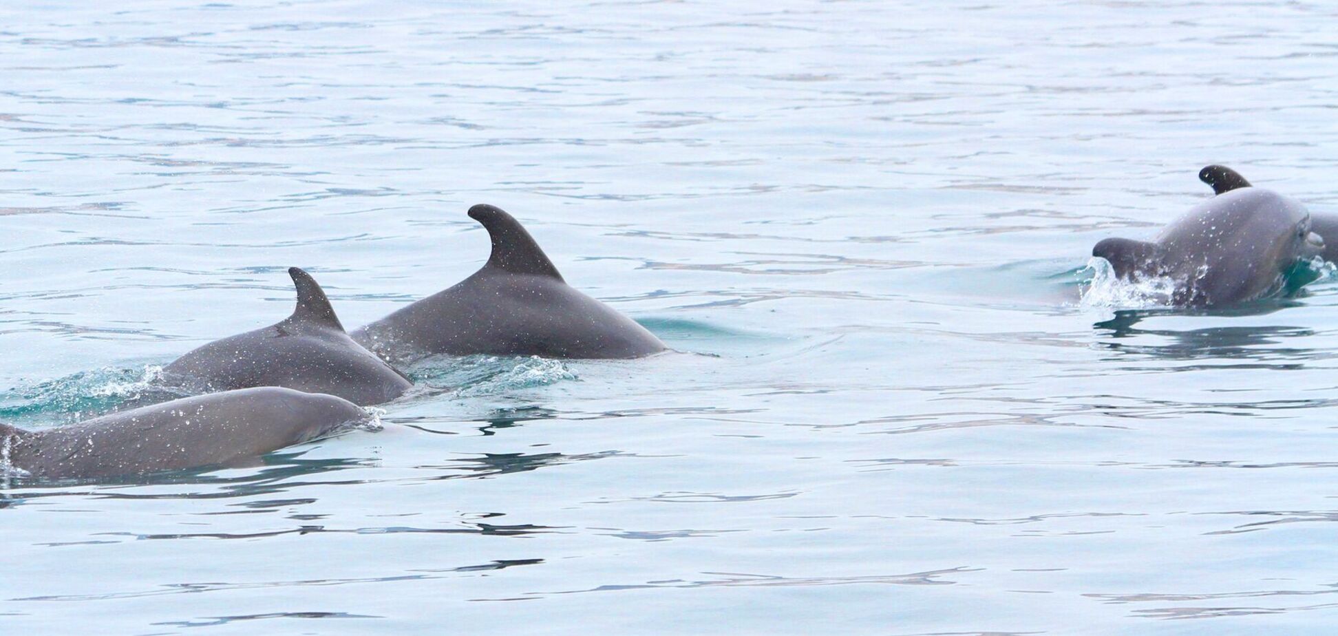 'Экологи бьют тревогу': Плетенчук рассказал, сколько дельфинов погибло в Черном море из-за действий РФ