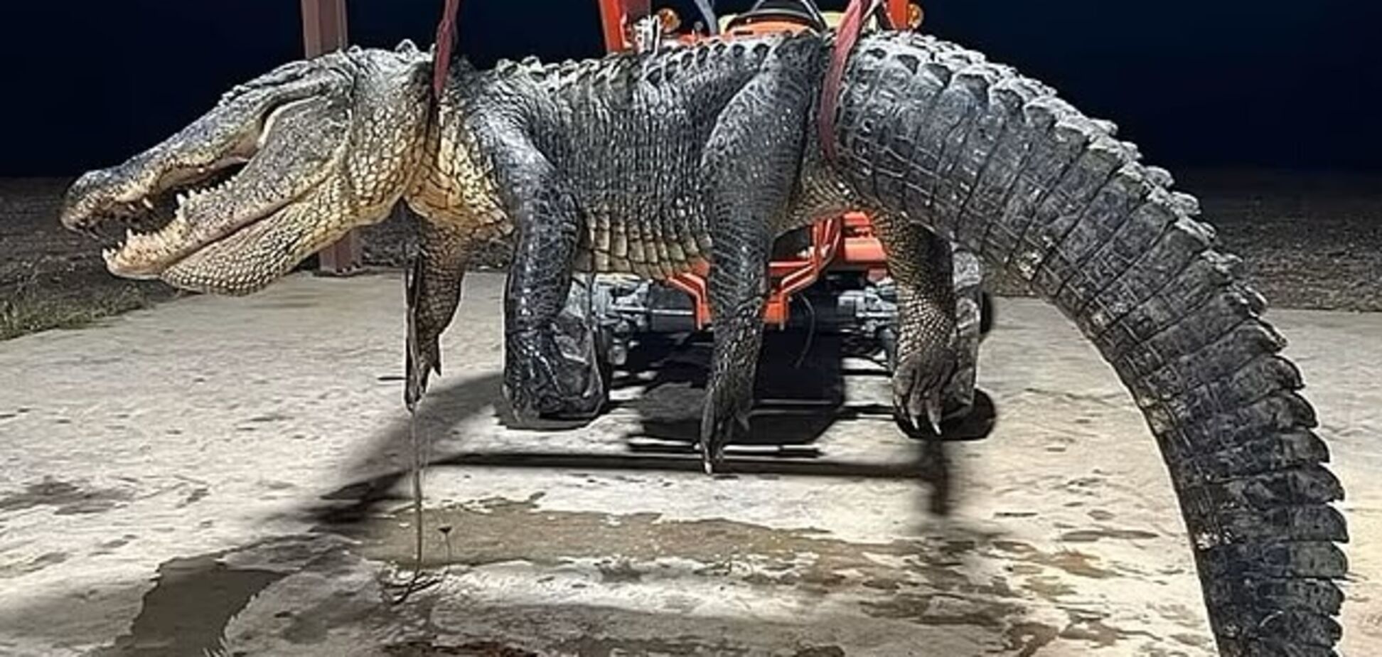 Гигантского аллигатора поймали в США: его едва удержали шесть охотников. Фото