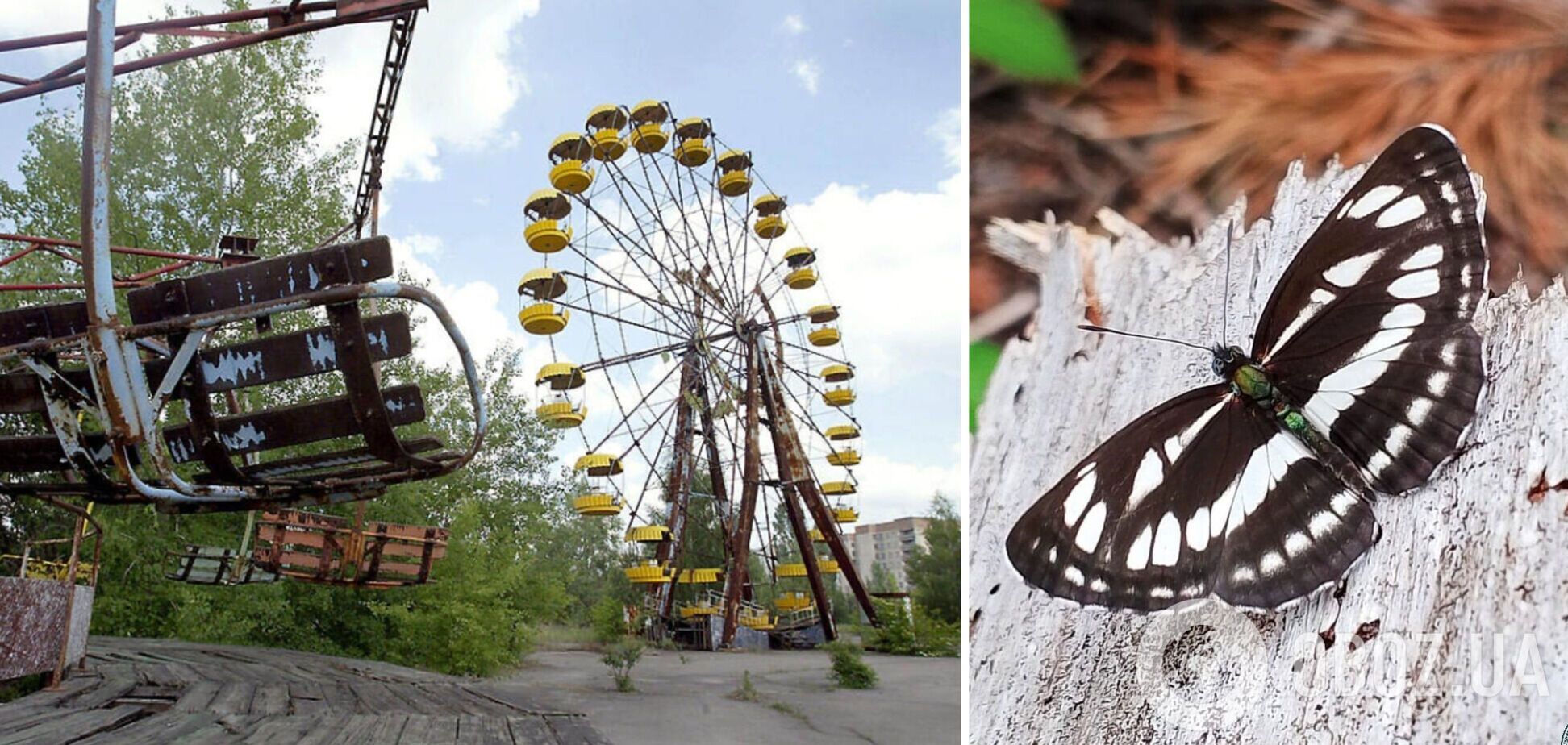 Пасманець Сапфо