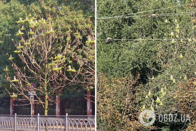 В Киеве в начале сентября зацвели каштаны