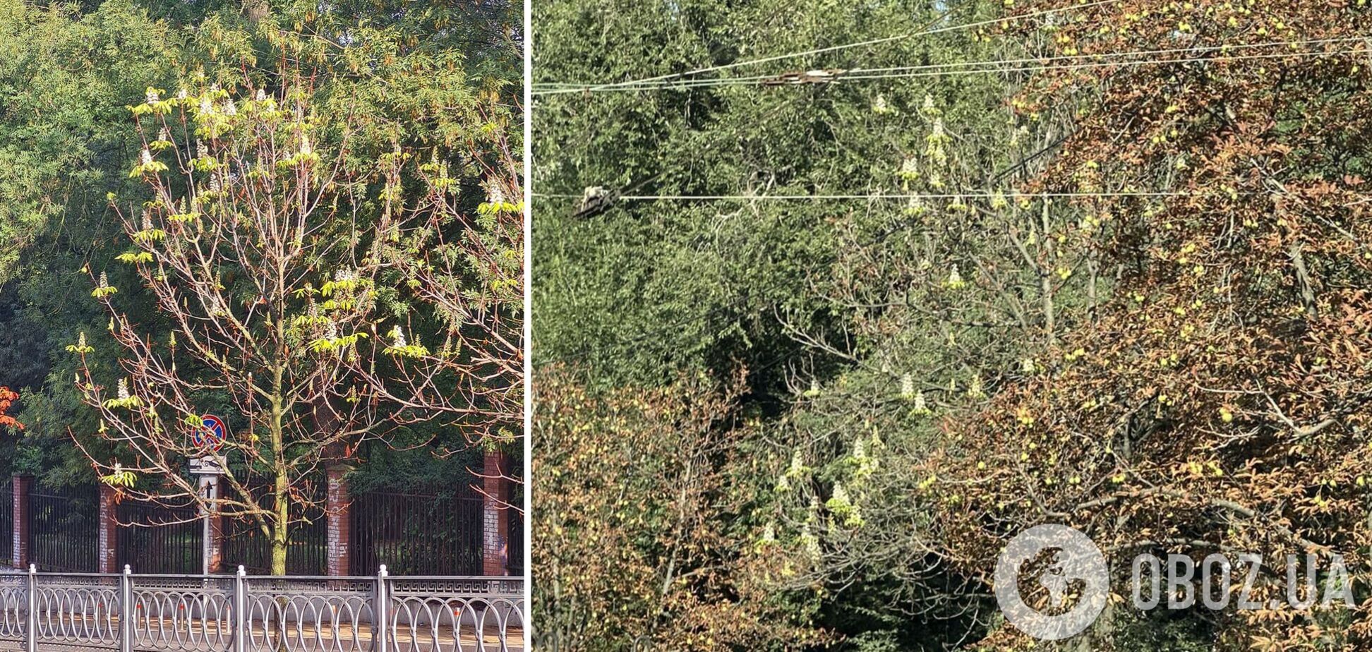 В Киеве в начале сентября зацвели каштаны