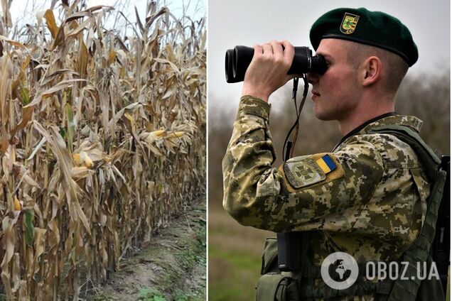 Йшли кукурудзяним полем: на Одещині спіймали групу чоловіків, які хотіли потрапити до Молдови. Фото 