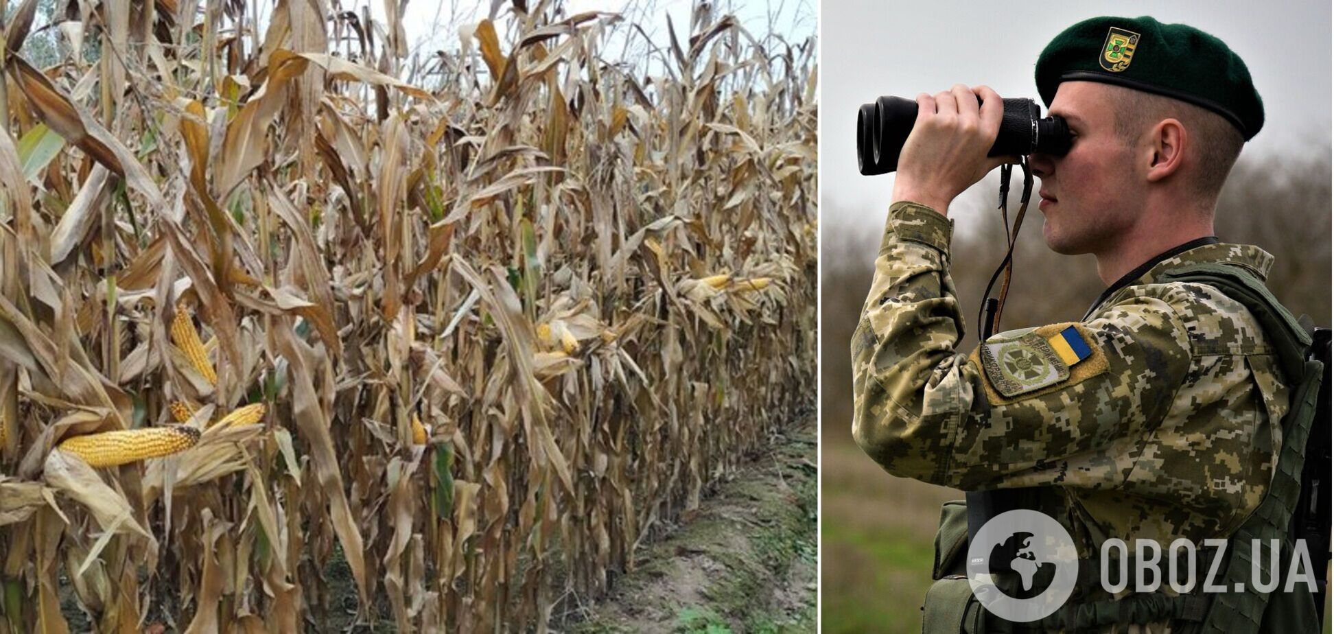 Йшли кукурудзяним полем: на Одещині спіймали групу чоловіків, які хотіли потрапити до Молдови. Фото