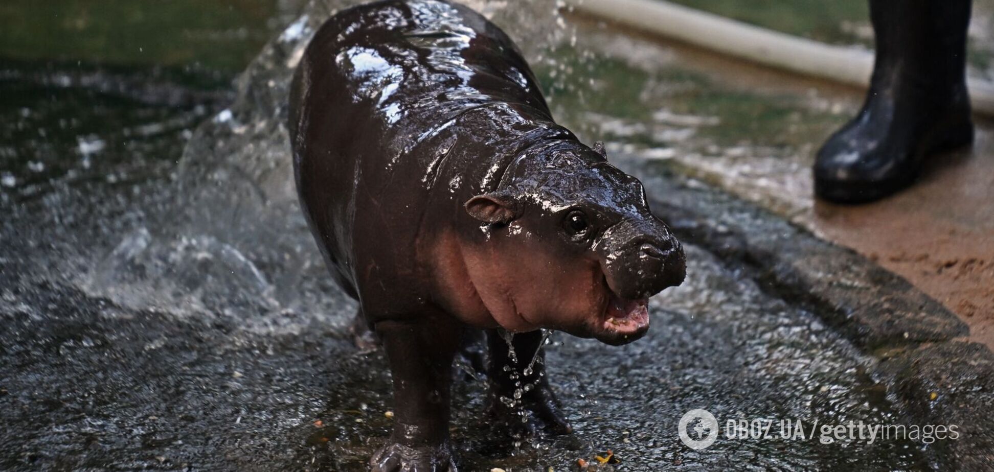 'Прыгучая свинья' восхитила сеть: видео с карликовой бегемотихой набирает миллионы просмотров