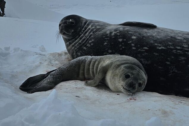 'Надзвичайно мімішна новина'. Українські полярники показали перше тюленя 2024 року, яке народилося біля 'Вернадського'