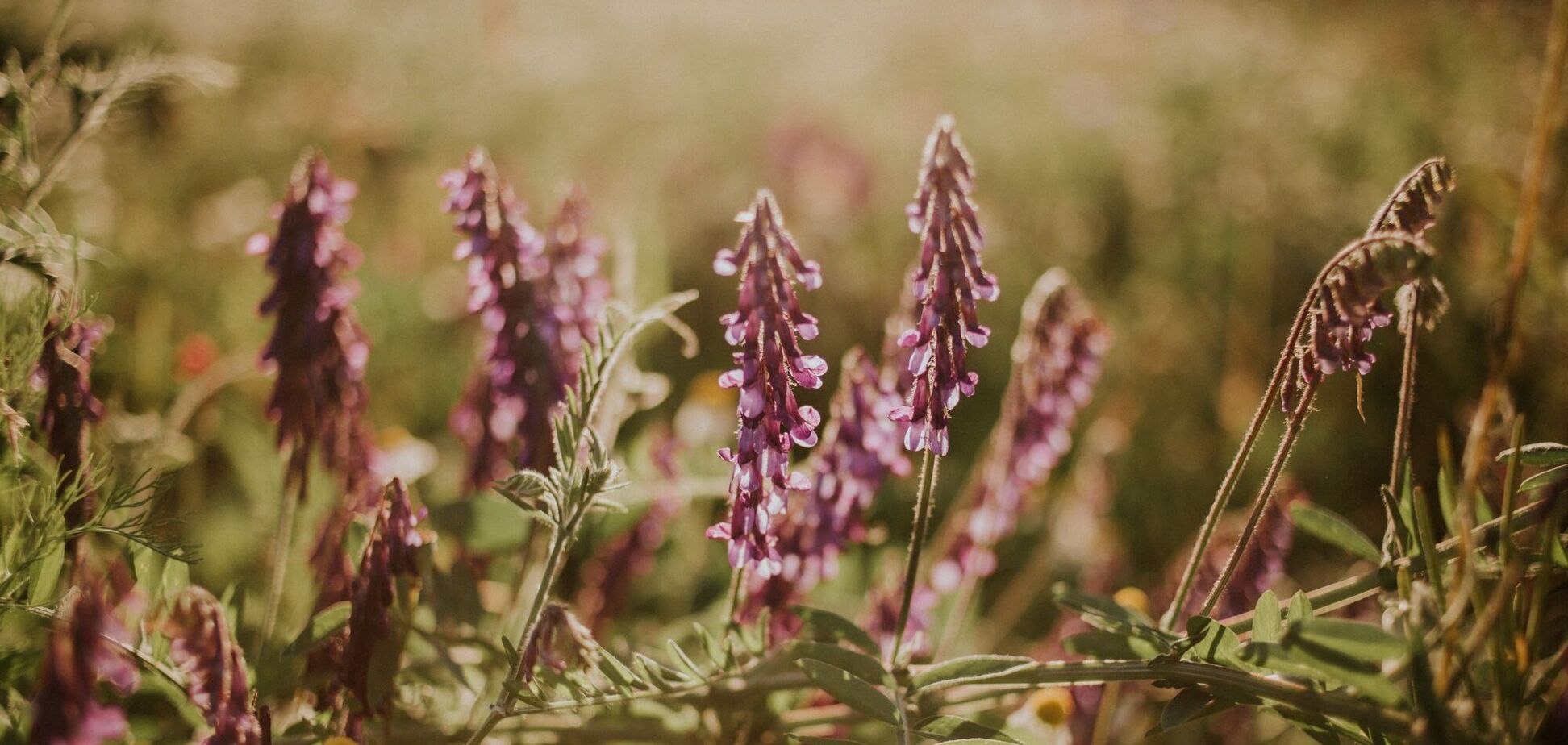 Соседи будут в восторге: как вырастить дома вереск