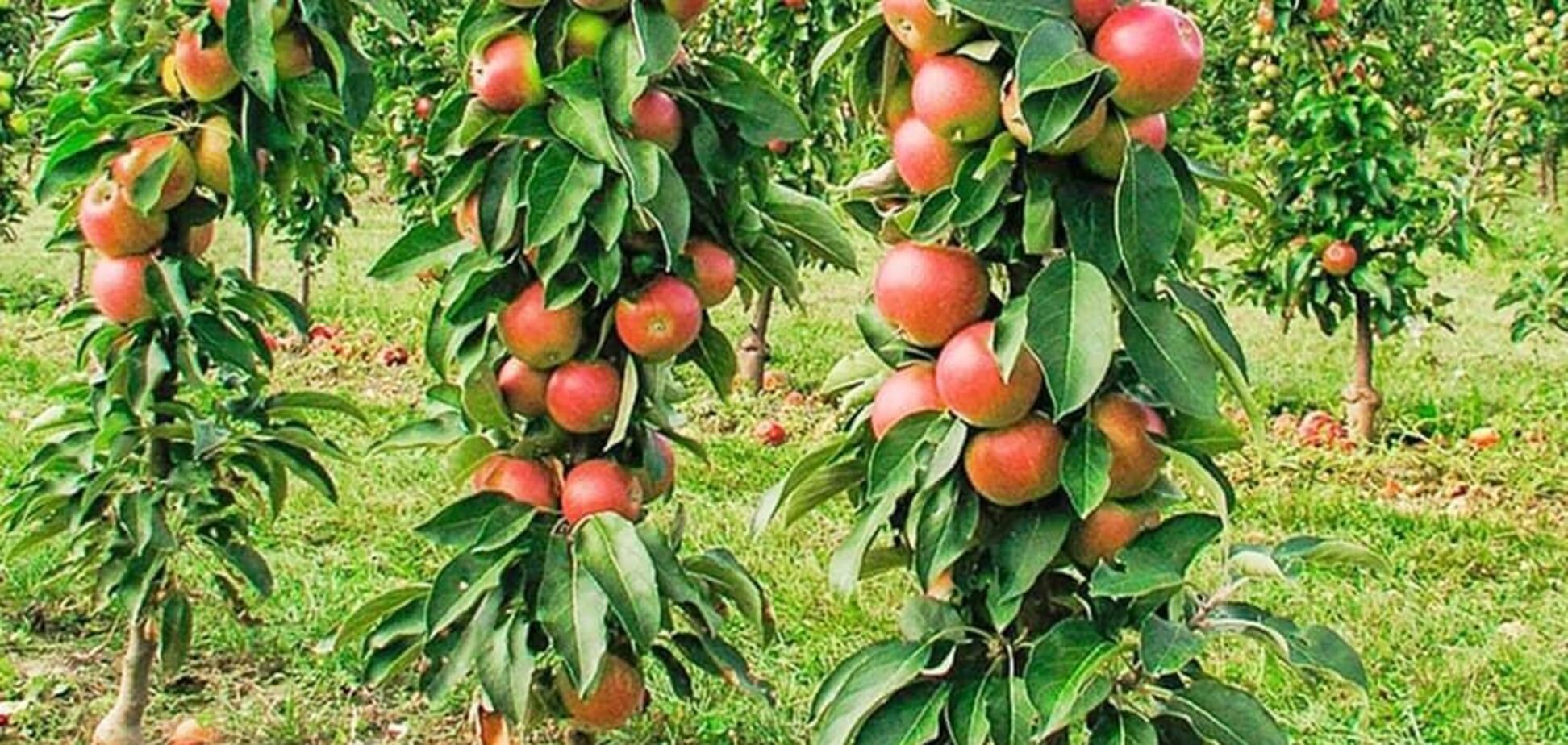 Як зробити вдома мінісад: все про колоновидні дерева і догляд за ними