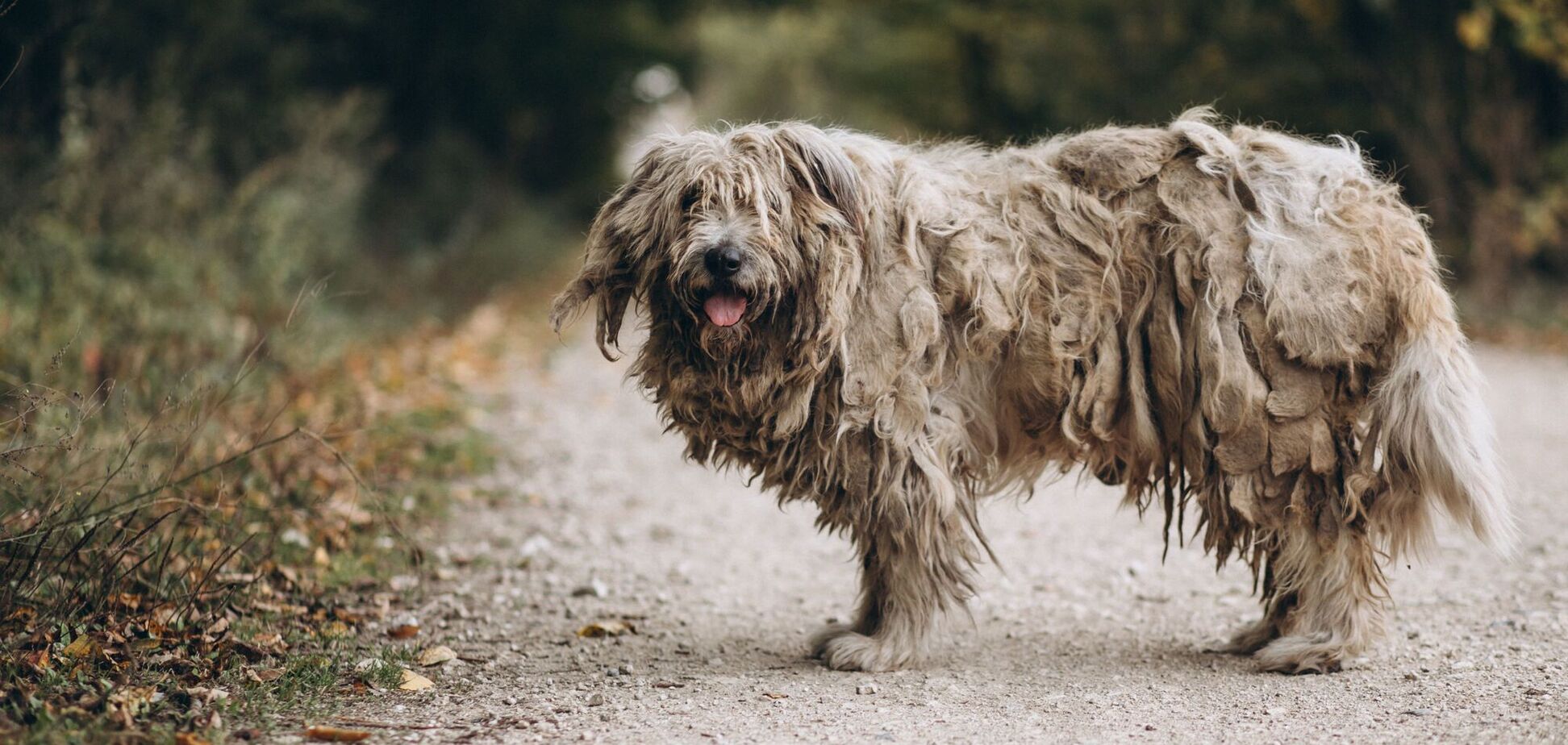 Чому собаки люблять валятися у бруді та фекаліях. Версії науковців