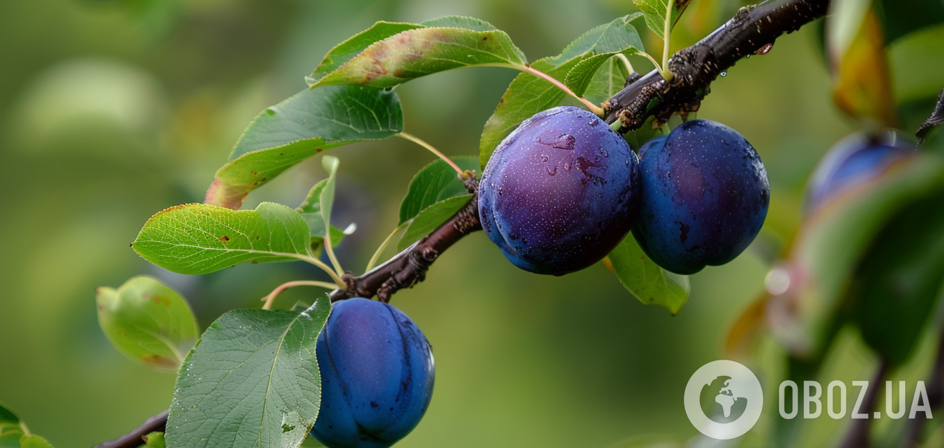 Урожай увеличится вдвое: чем подкормить осенью сливу-венгерку