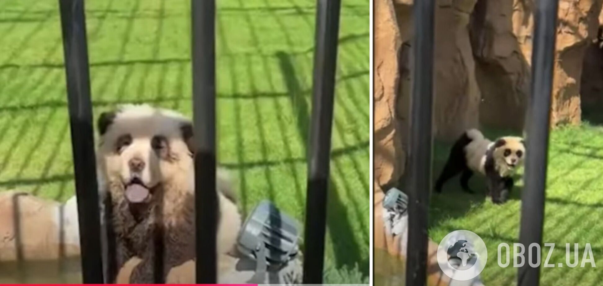 У китайському зоопарку розмальованих собак видавали за панд: як виправдалися працівники. Відео