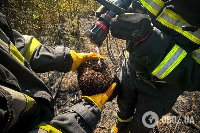 Кожне життя важливе: на Київщині під час гасіння пожежі працівники ДСНС врятували їжака. Фото