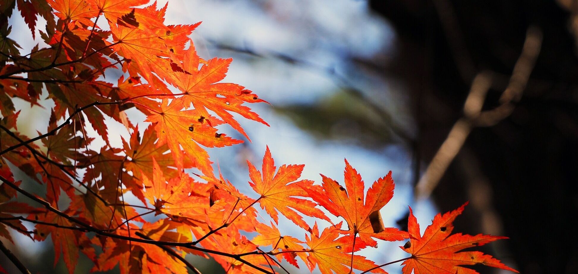 Україна буде однією з найтепліших країн Європи: синоптикиня уточнила прогноз на вівторок. Карта