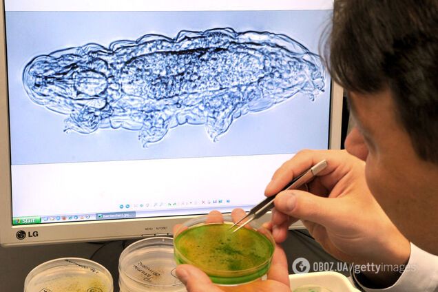 Зоологи виявили вид тварин, які не їдять мікропластик. І це не єдина їхня суперздатність