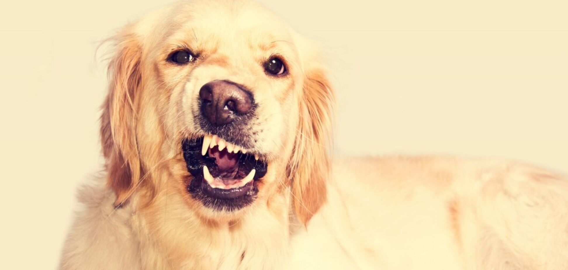 Почему собака рычит и кусается: исследование показало неожиданную причину