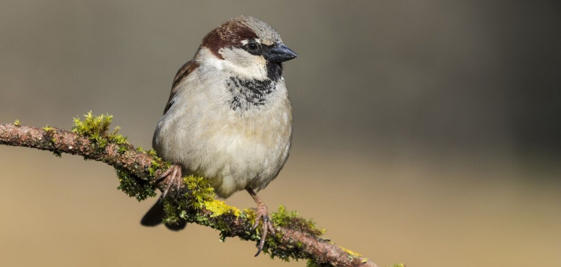 У багатьох містах України зникли горобці: чому орнітологи б'ють на сполох