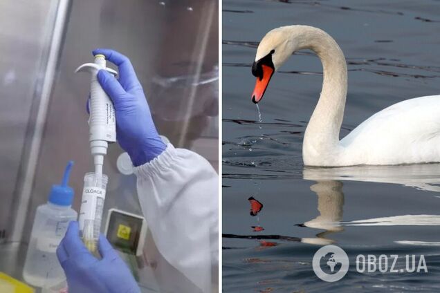 Во Львовской области птичий грипп убил десятки лебедей: объявлен карантин