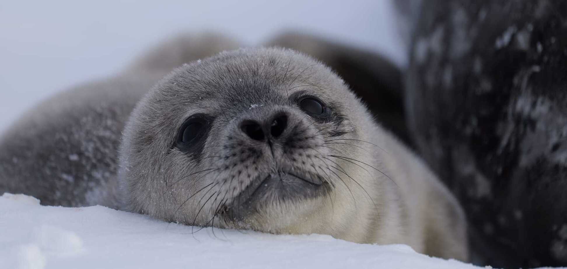 Носик в виде сердечка. Полярники 'Вернадского' выбрали имя для первого тюленя