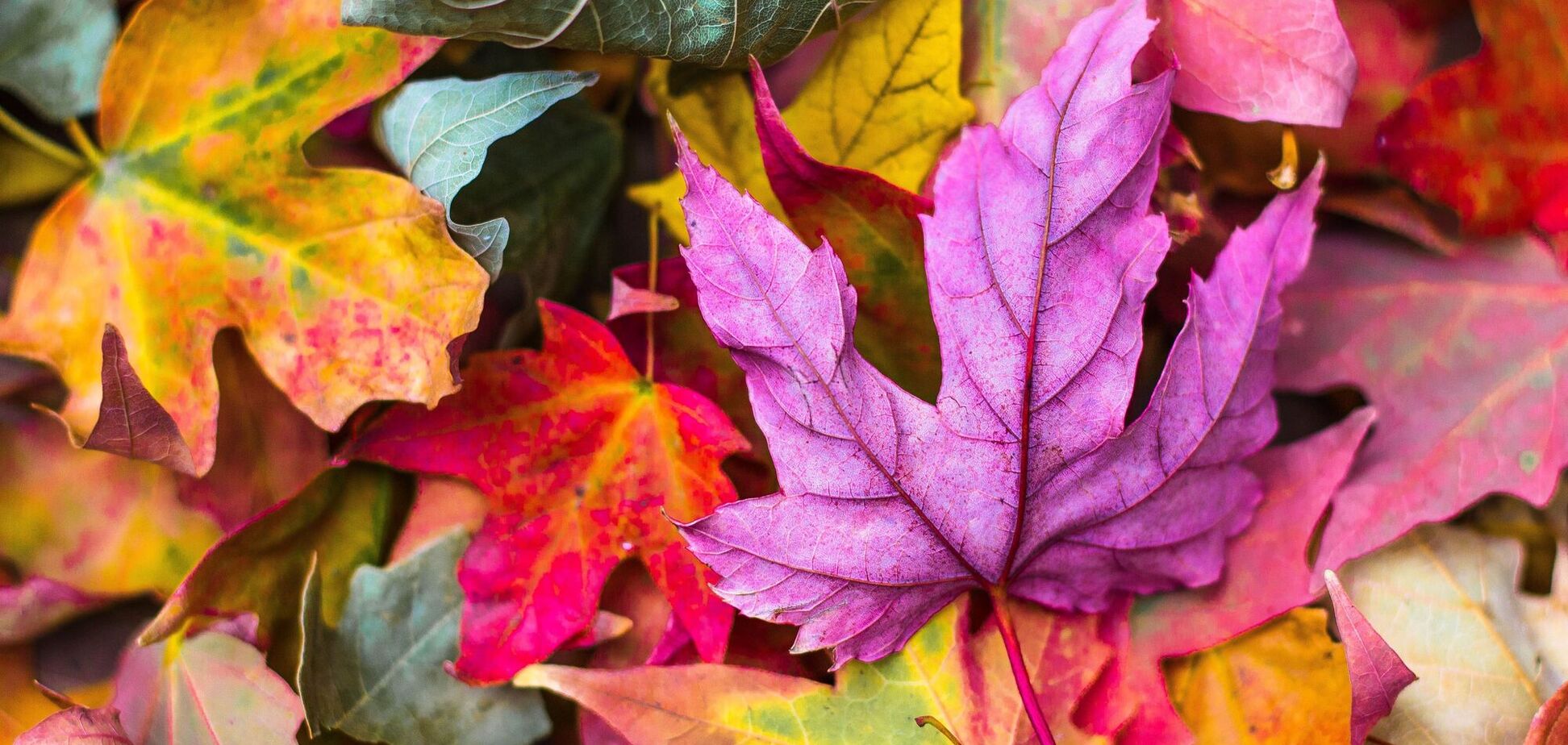 Еще пять дней лета: синоптик объяснила, когда в Украину придет настоящая осень и какая причина засухи