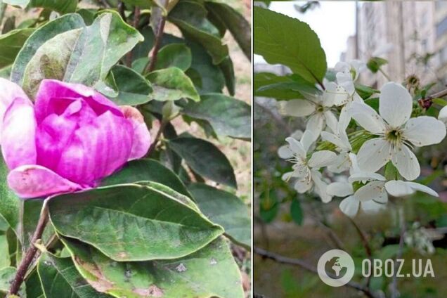 Тепло не отступает: в Киеве второй раз за год зацвели магнолии и вишни. Фото