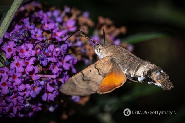 Україну заполонили загадкові істоти з гігантськими хоботами, схожі на колібрі. Фото