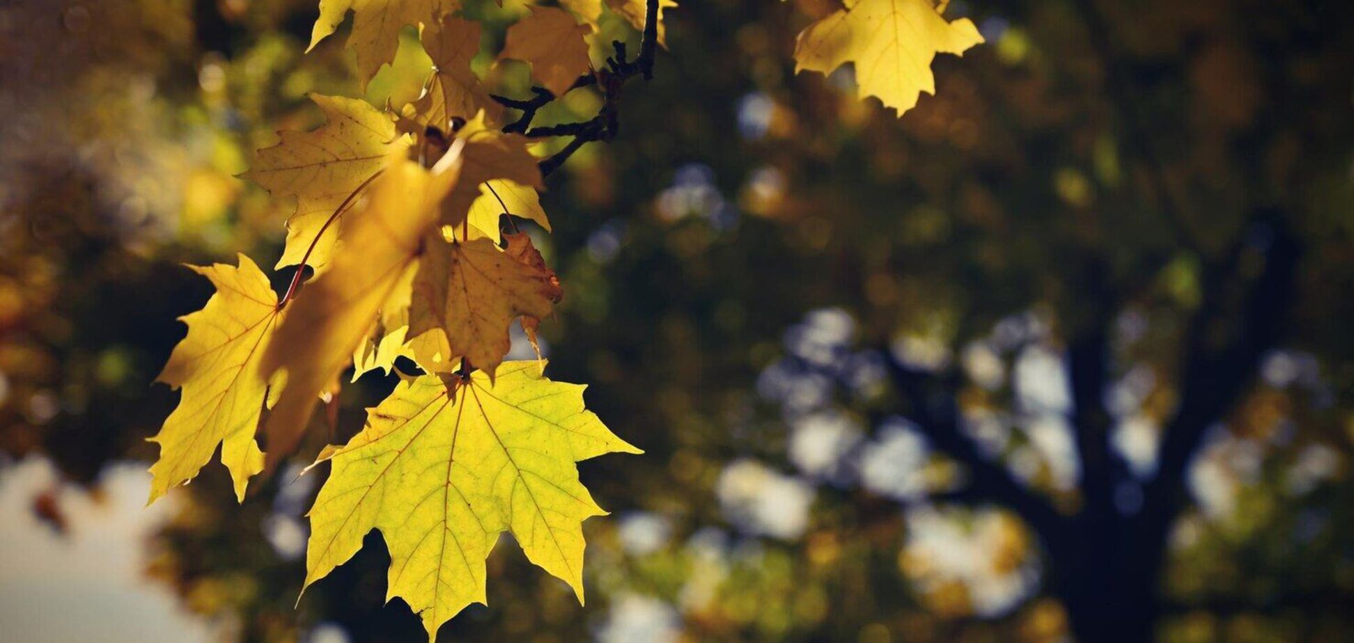 Чекати ще не довго: коли в Україну прийде справжня осінь і стане прохолодніше