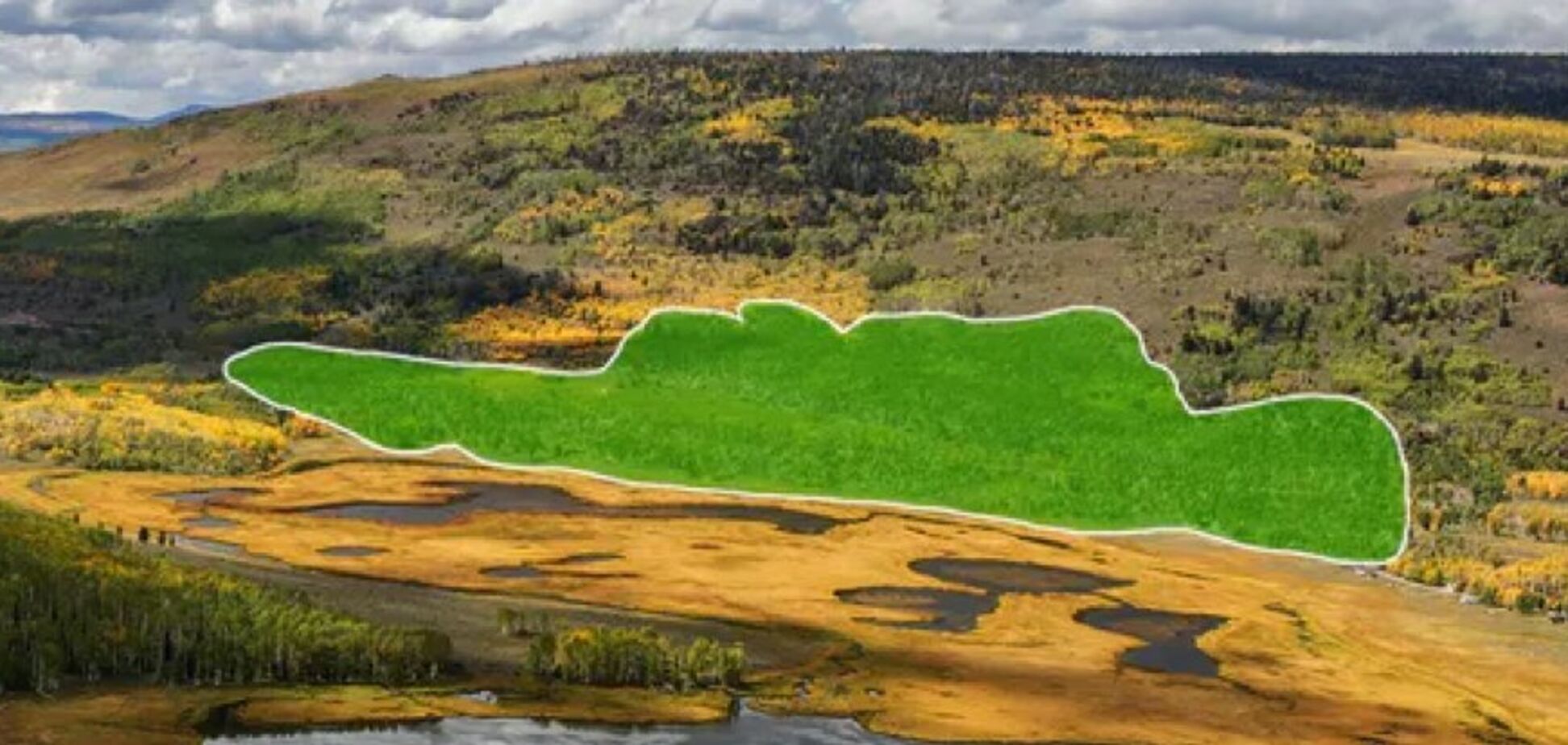 Самый большой организм на Земле оказался под угрозой исчезновения: как выглядит Пандо и что говорят ученые. Фото