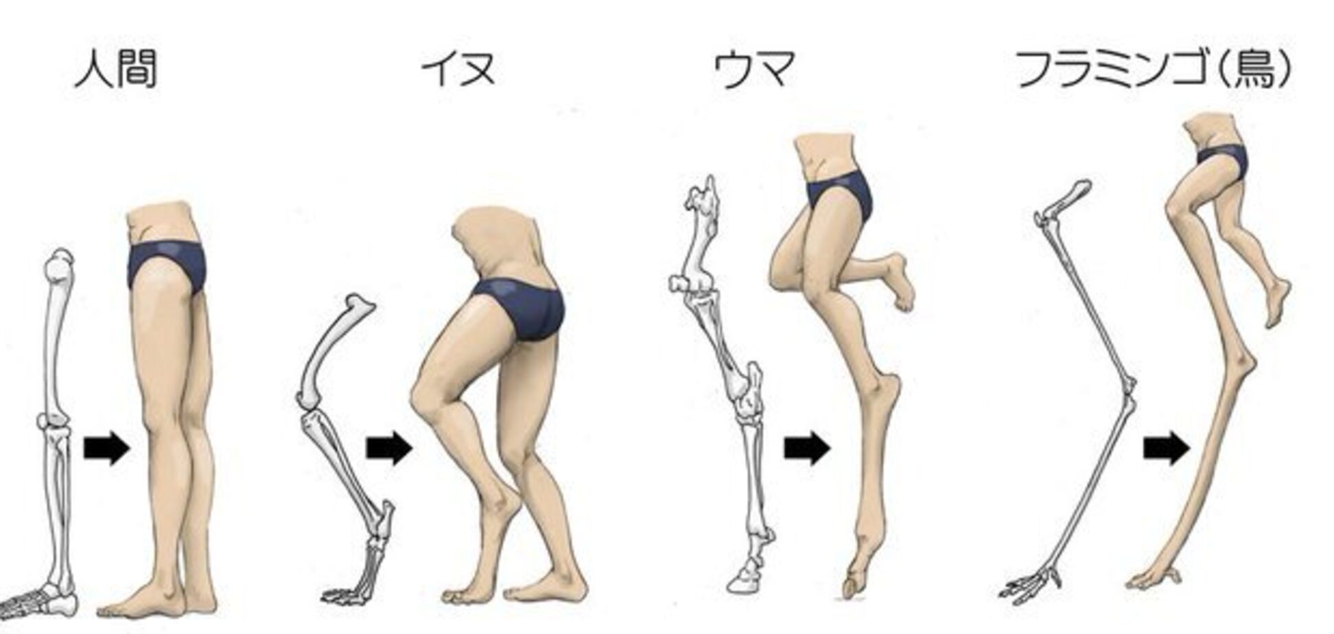 Який вигляд мали б людські ноги, якби у них була структура, як у тварин: таке може привидітися у жахіттях. Фото