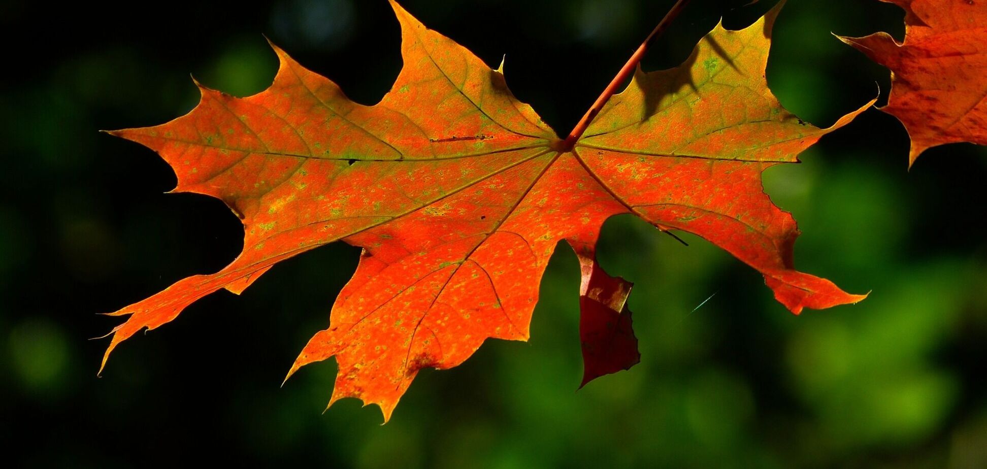 'Класичне бабине літо': синоптики розповіли, якої погоди чекати в Україні на вихідних. Карта