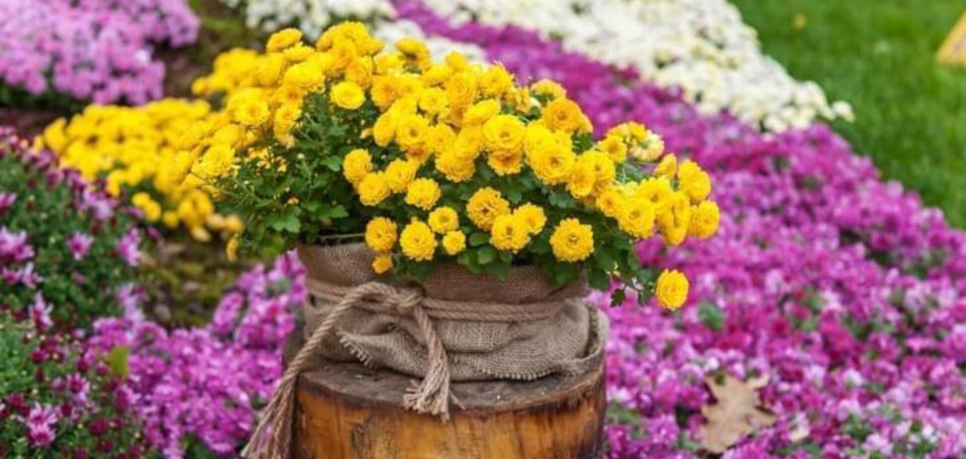 Знаки Зодиака из десятков тысяч хризантем: в 'Семейном экопарке 'Ясногородка' стартует выставка цветов