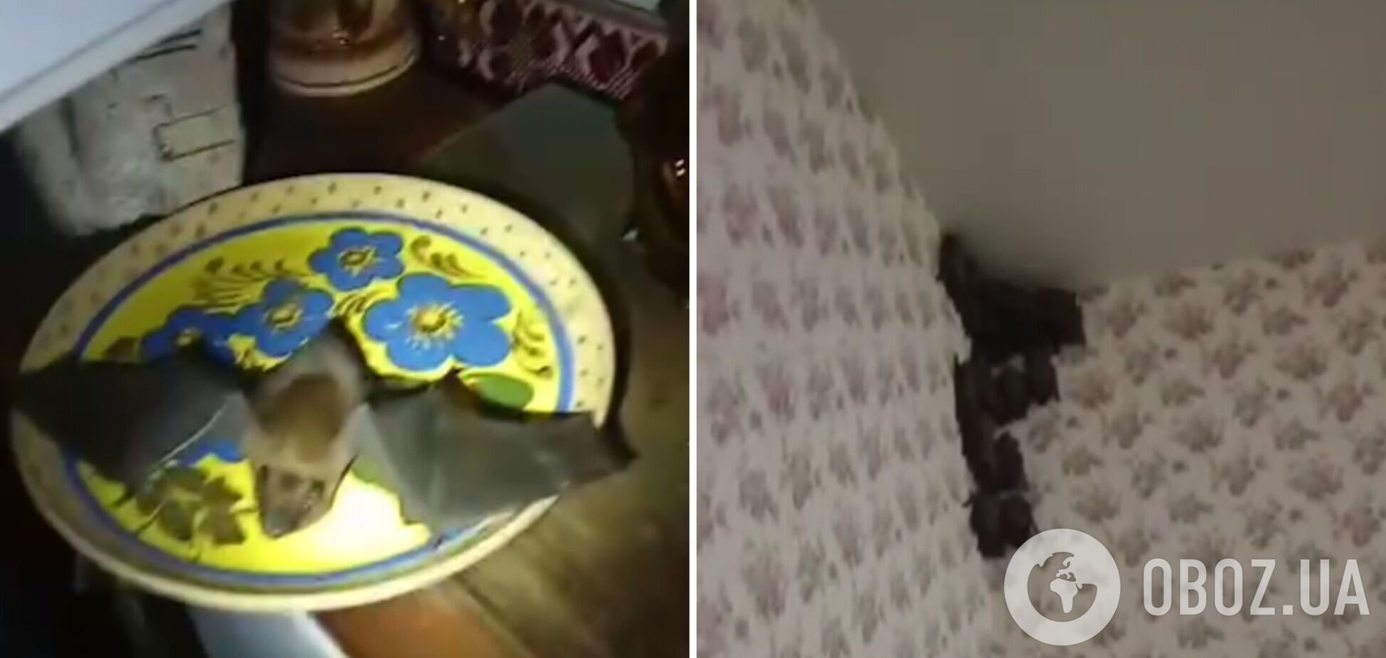 В Киеве дом атаковали более 350 летучих мышей одновременно: видео