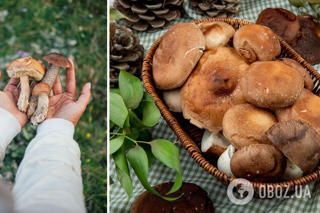 Сезон грибів: де в Карпатах зібрати щедрий врожай