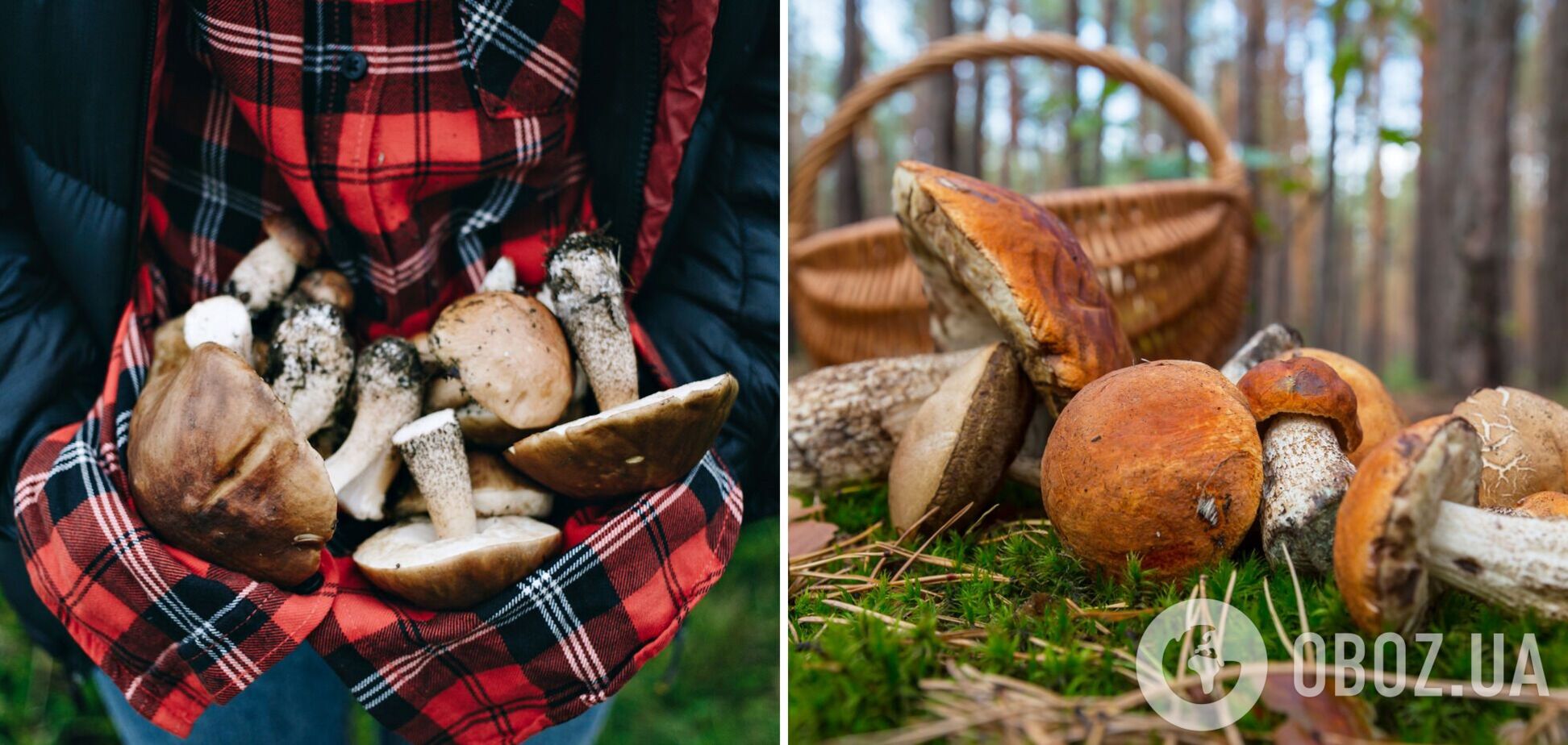 'Їдемо на полювання': грибні місця України
