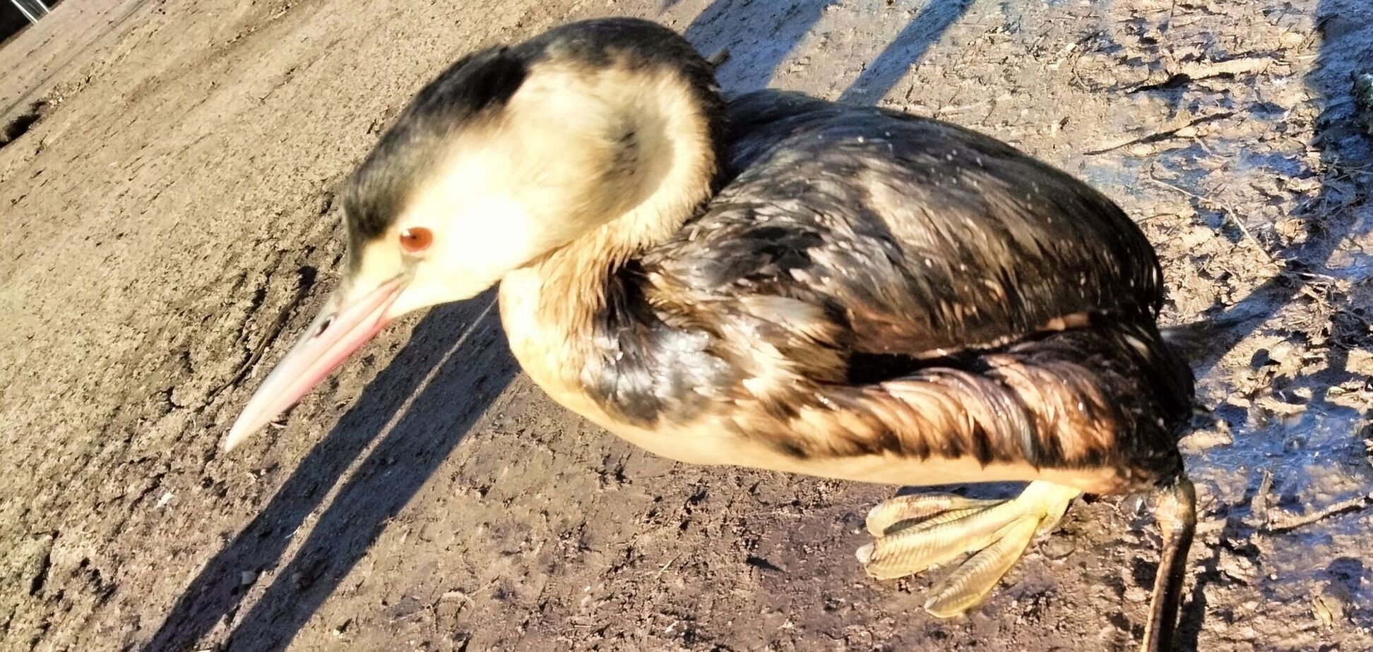 В нацпарк 'Тузловские лиманы' в Одесской области прилетели птицы в мазуте: они пострадали в результате экокатастрофы, устроенной РФ. Фото