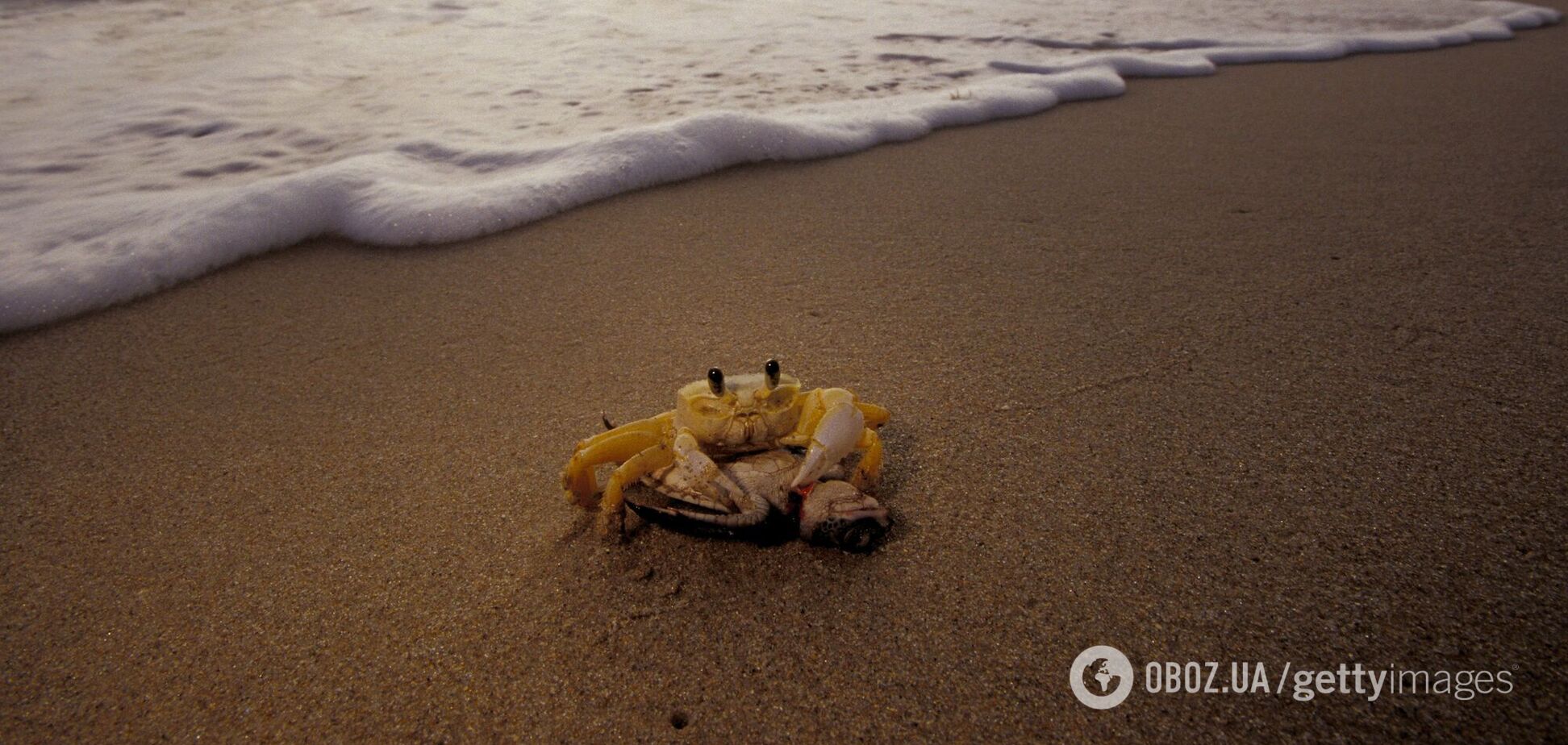 Самый милый краб в мире: видео крошечного существа с озадаченным видом стало вирусным