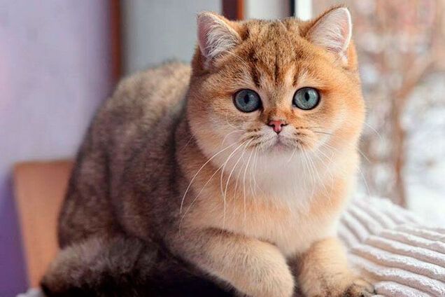 Почему британские шиншиллы такие дорогие