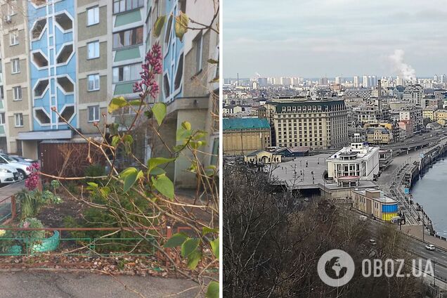 В Киеве на Позняках посреди января зацвела сирень. Фотофакт