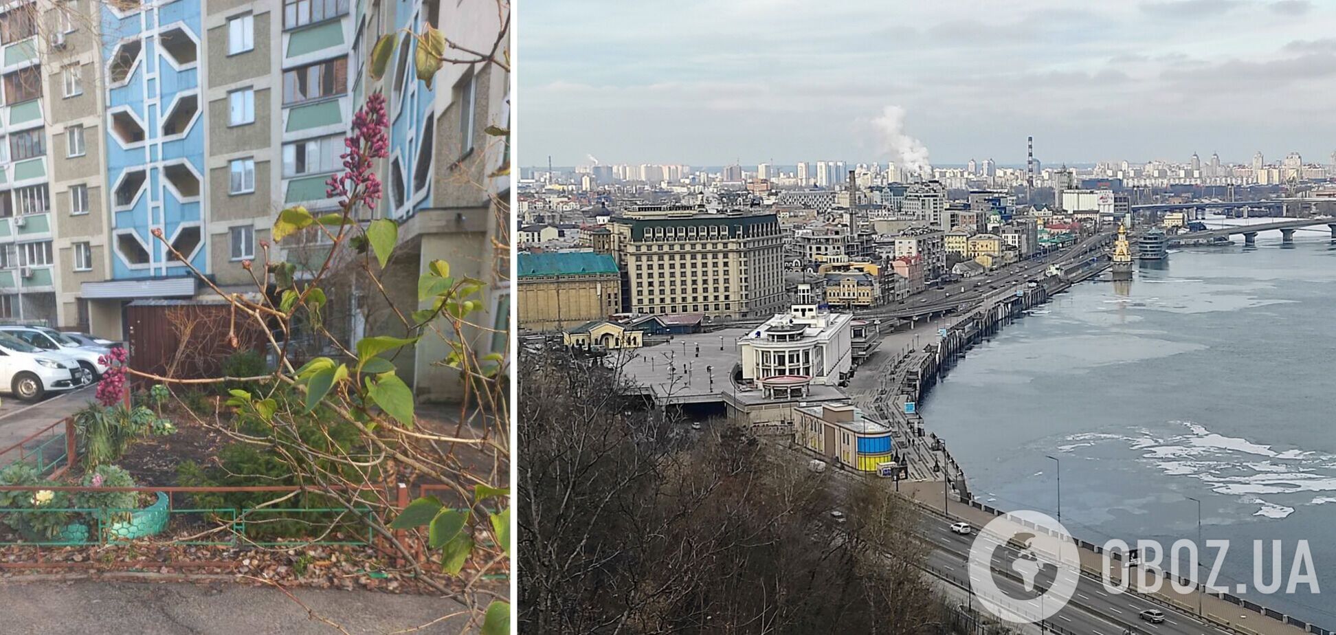 В Киеве на Позняках посреди января зацвела сирень. Фотофакт