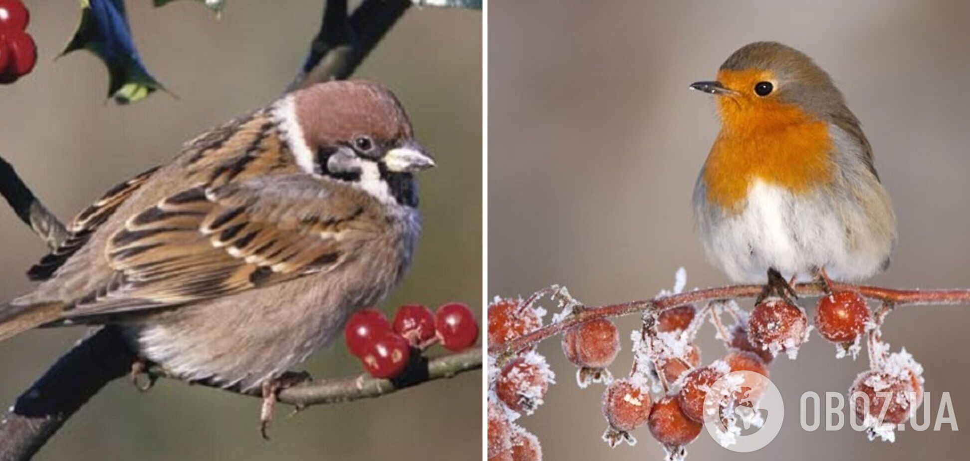 Перепади від 10 градусів морозу до 6 тепла: синоптики дали прогноз погоди на четвер, 16 січня