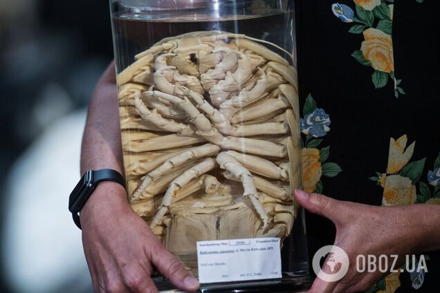 Схожий на Дарта Вейдера: гігантського морського клопа виявили в Південнокитайському морі. Фото