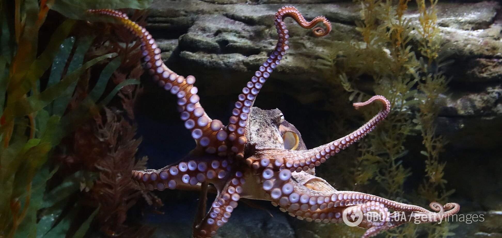 Одна из самых необычных на Земле. Ученые раскрыли секрет нервной системы осьминогов