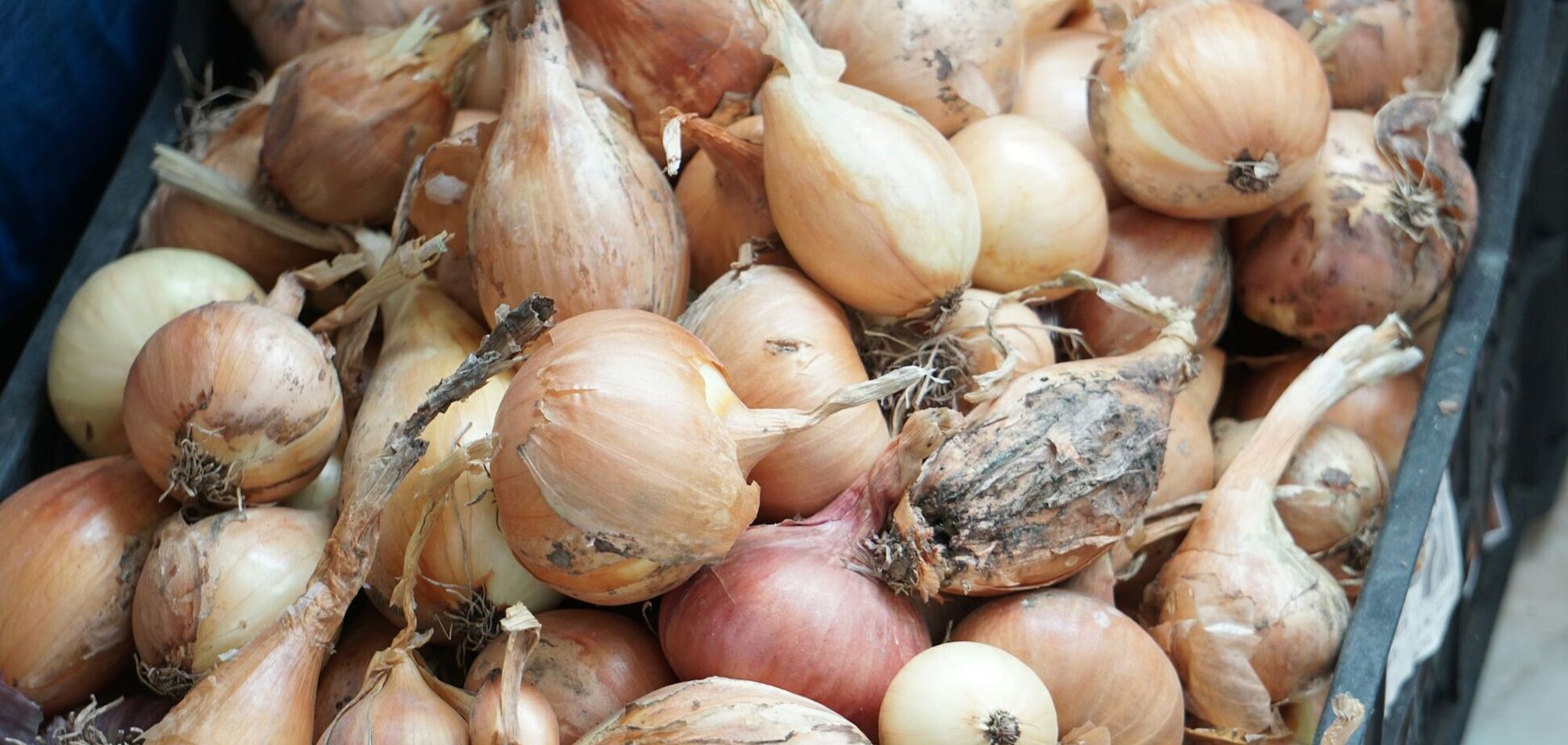 Ціни на цибулю за тиждень помітно впали, але якість продукції погана