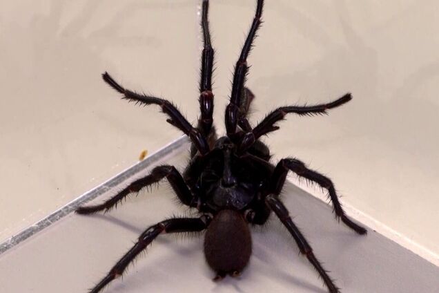 Австралійські вчені виявили новий вид смертоносного павука: він більший та отруйніший за своїх родичів. Фото і відео