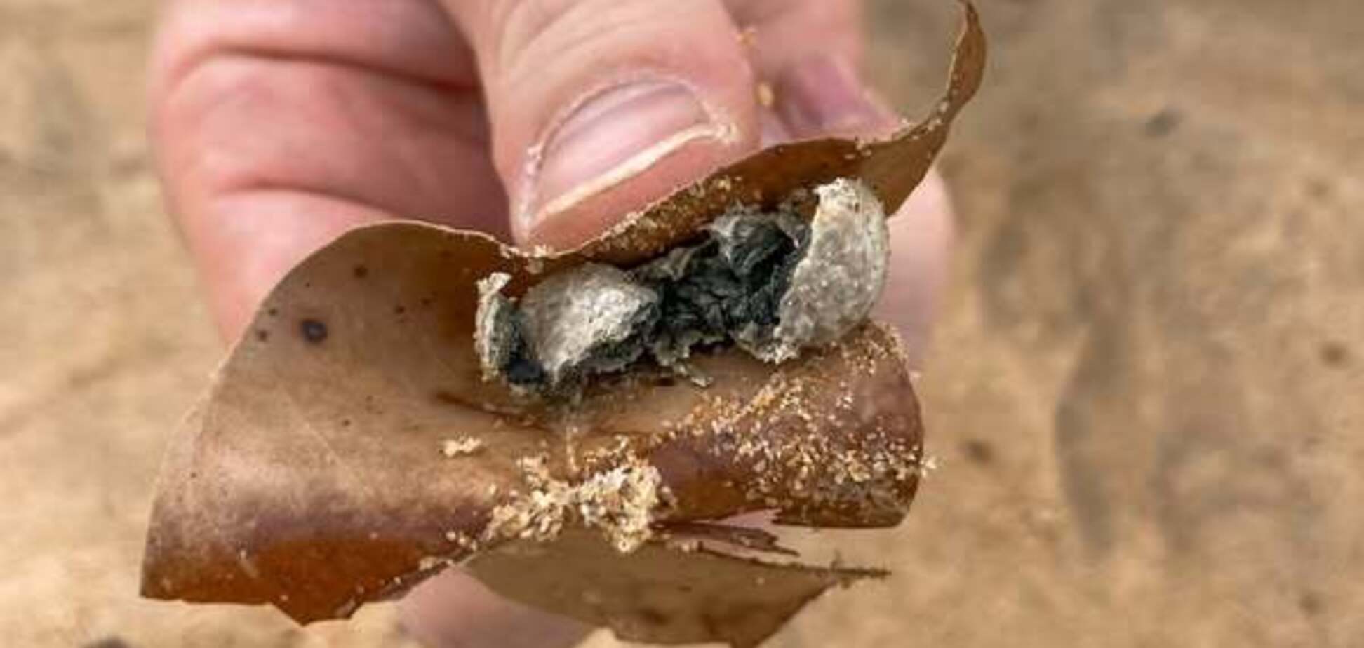 Стало відомо, що за таємничі кульки викинуло на пляжі Австралії: в них знайшли фекальні бактерії