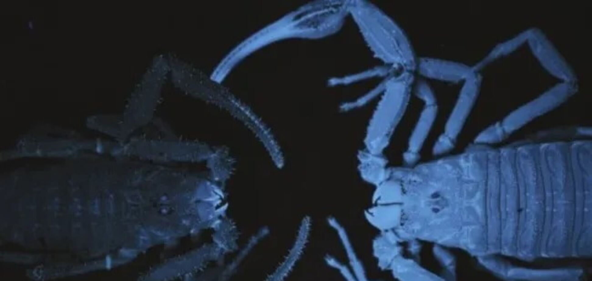 В Колумбии нашли редкого скорпиона, распыляющего яд