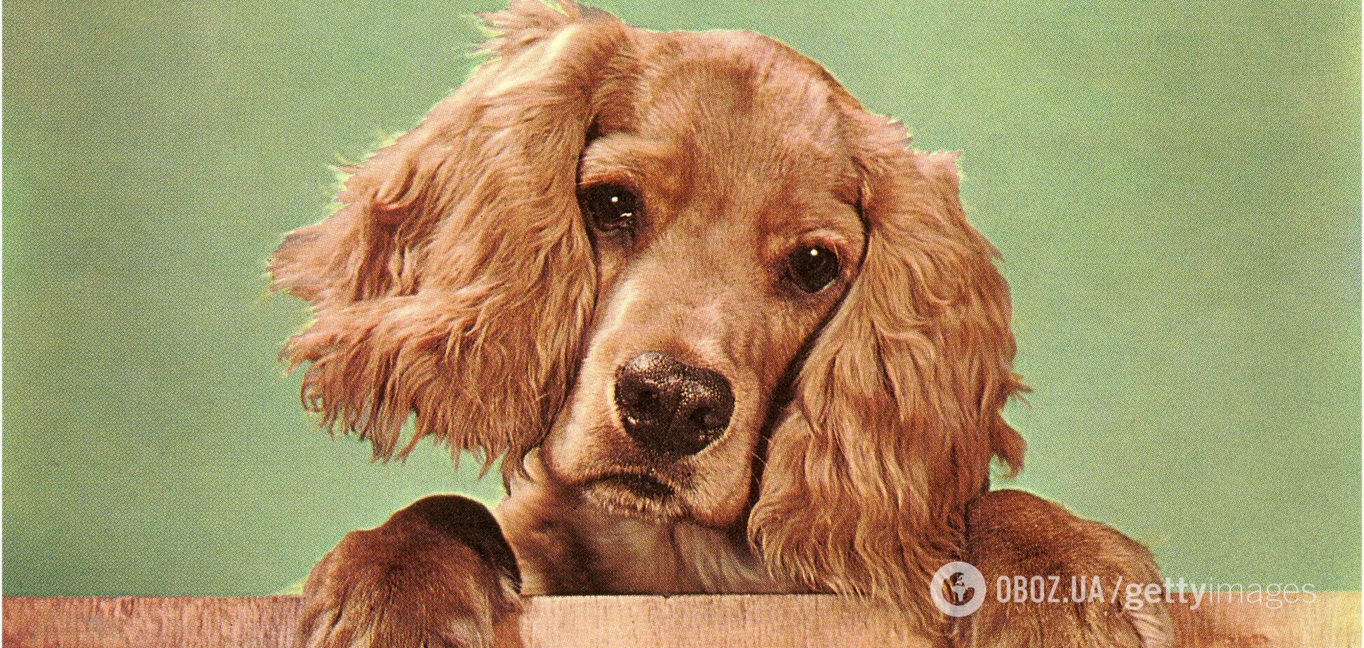 Найкращий друг людини чи 'волохата перешкода'? Вчені змінили думку про собак після останнього дослідження